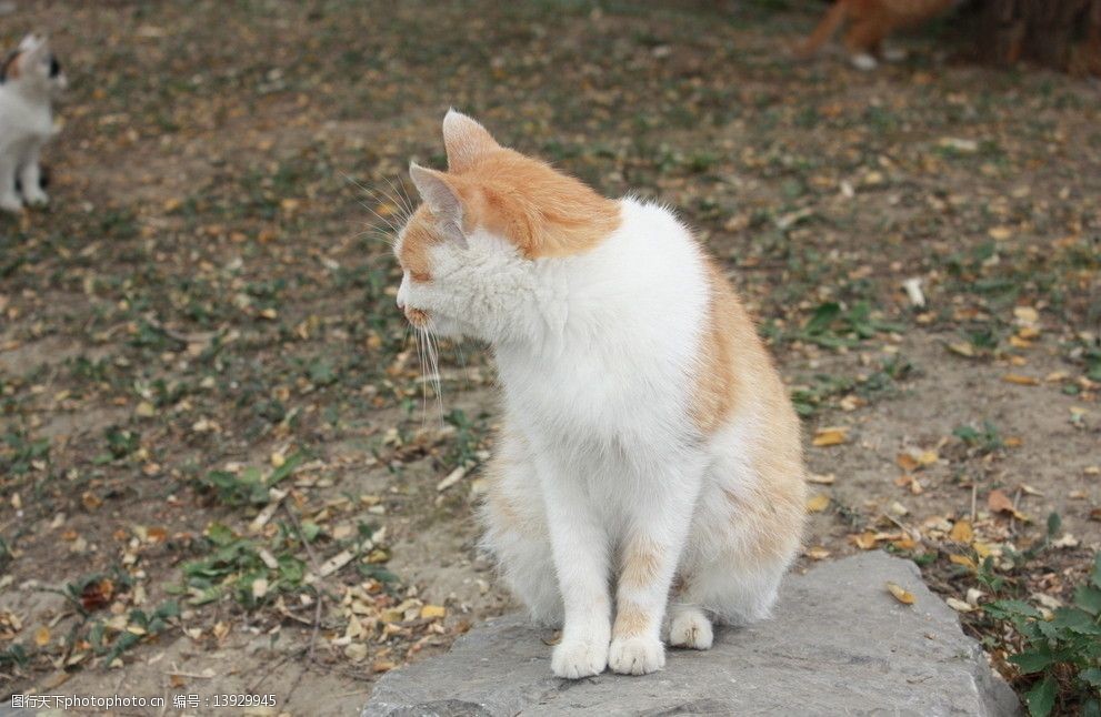 关键词:公园中的小野猫3 小猫 可爱 秋天 公园 野生动物 生物世界