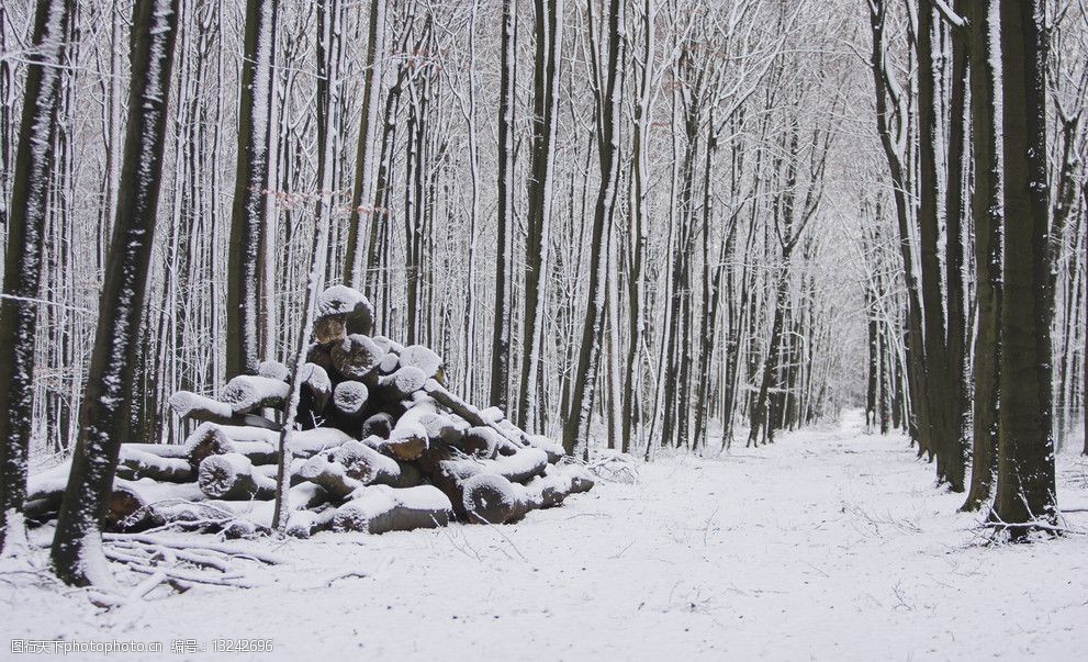 森林雪地图片