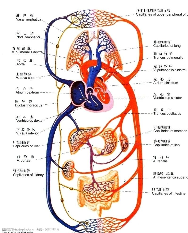 血液循环示意图图片