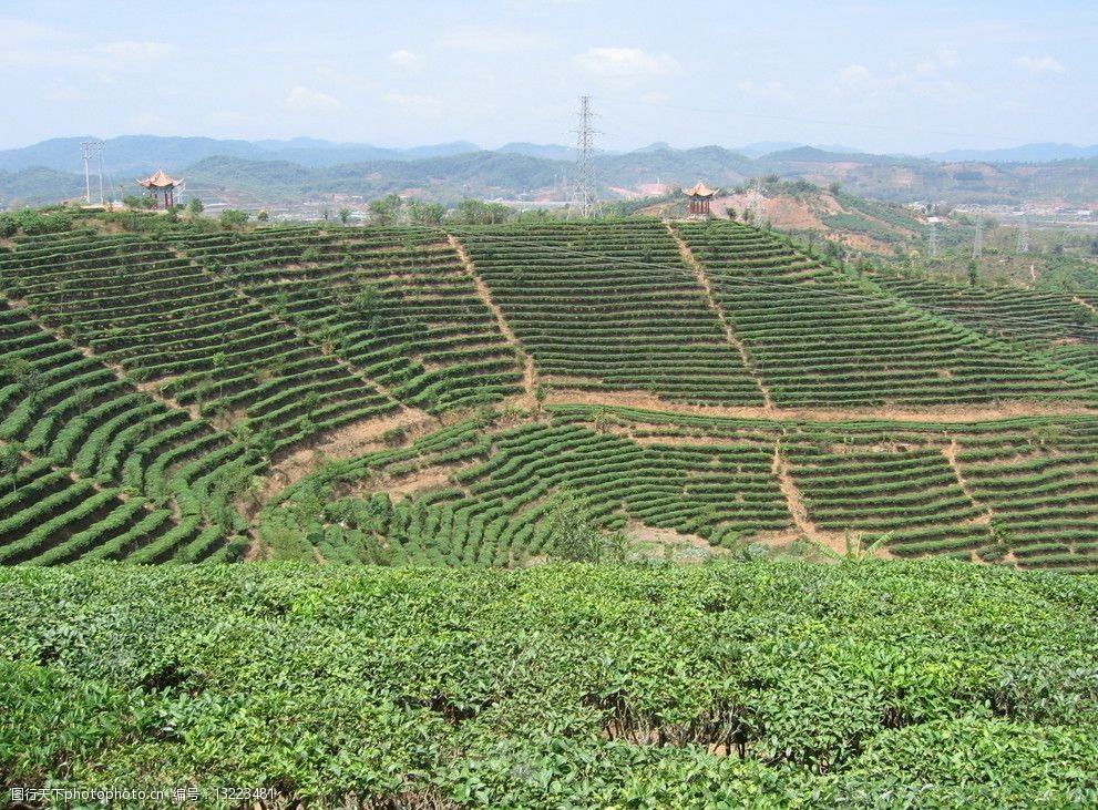 中国茶城普洱茶园茶山图片