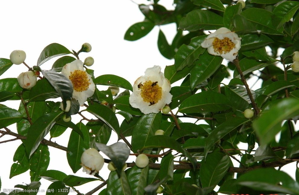 古茶树普洱茶古茶枝干茶花图片