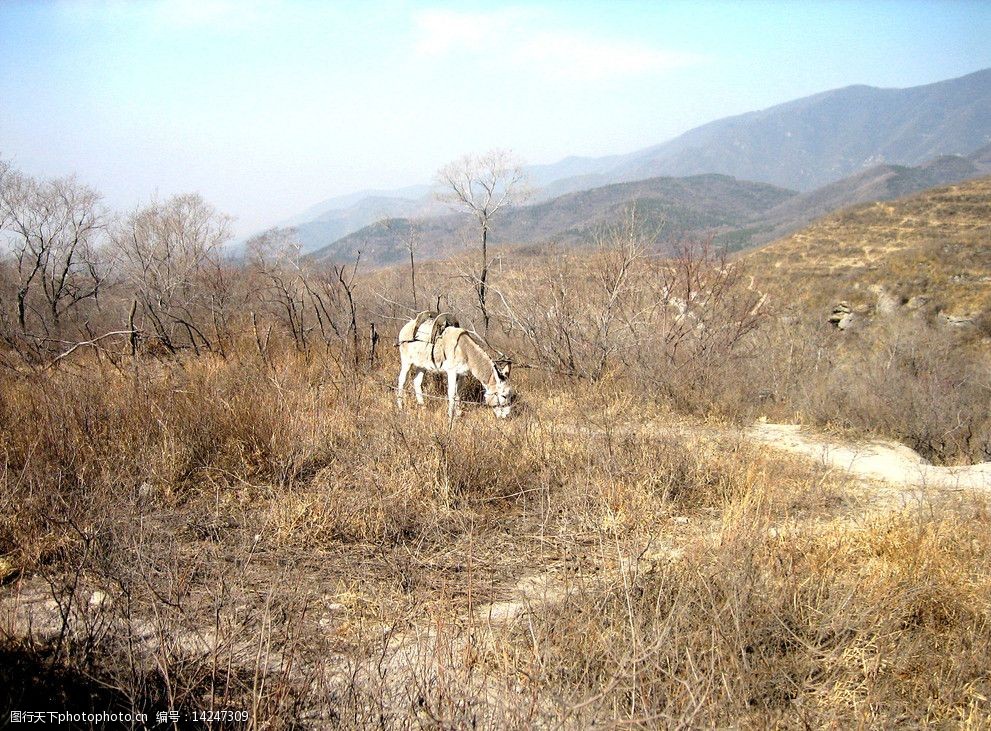 荒郊野驴图片