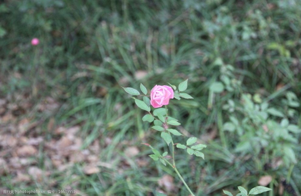 自拍的高清月季花野玫瑰图片
