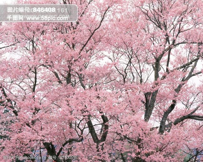 春暖花开免费下载 春暖花开 花瓣 花草 花朵 花卉 图片素材 风景生活