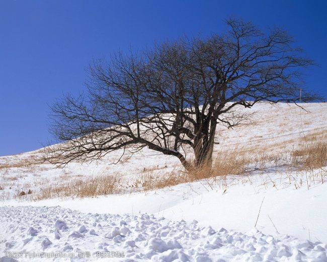 冬天雪景雪景大雪