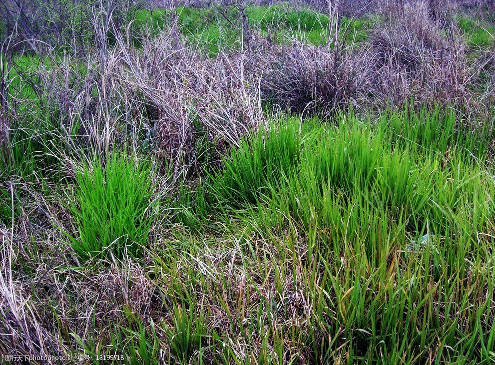 关键词:初春的野草 初春 野草 绿草 枯草与绿草 枯草 生物世界 春天