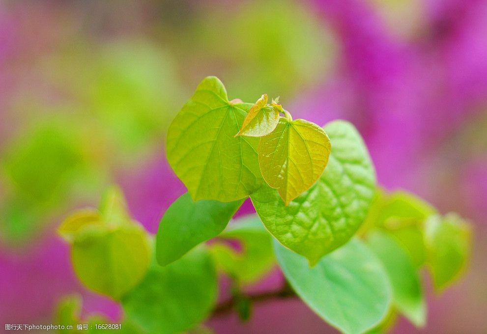 关键词:紫荆花的嫩叶 叶子 春天 绿色 自然 植物 花草摄影 自然风景