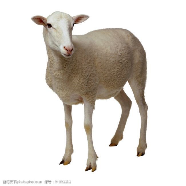 关键词:羊免费下载 动物 家畜 绵羊      羊 图片素材 生物世界
