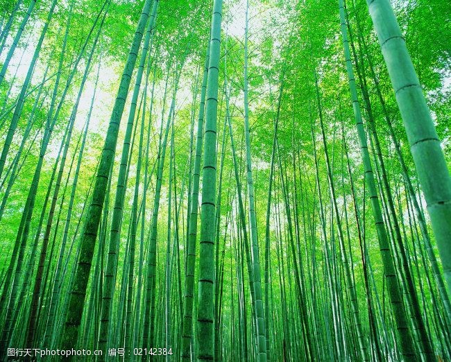 森林 树林 树林图片 树木 植物图片 竹林 竹子 毛竹林 图片素材 风景