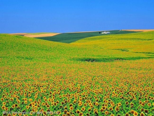 关键词:美丽的大草原免费下载 清晨的大草原私人珍藏版 图片素材 风景