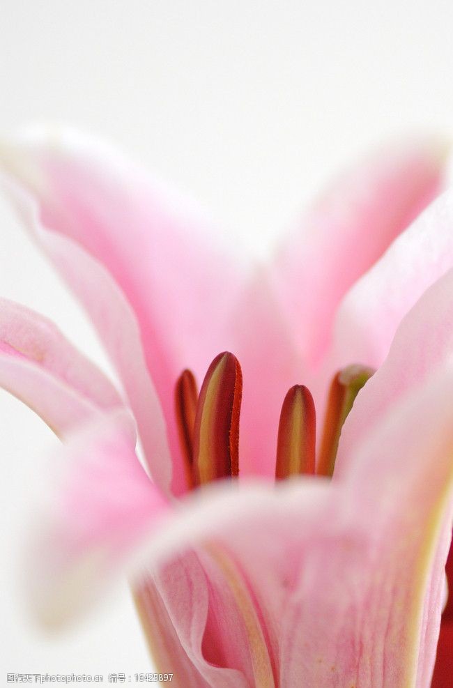 一朵百合花图片