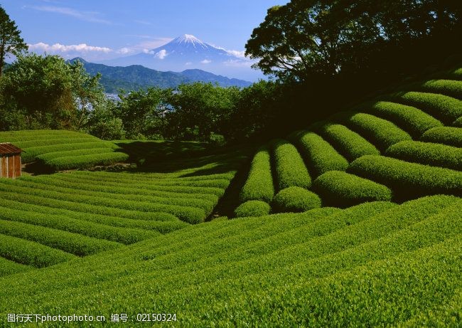 茶场茶叶茶园雪山