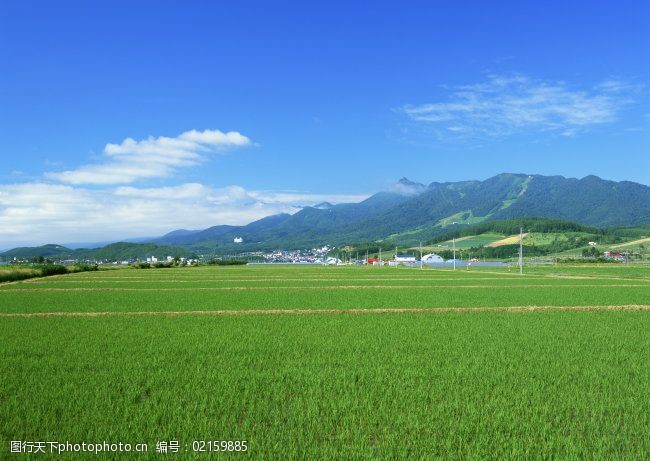 乡村田园图片免费下载 田野 乡村田园图片 植物 庄稼 图片素材 风景