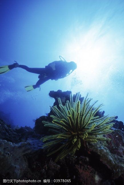 水中世界海洋世界海底海中大海