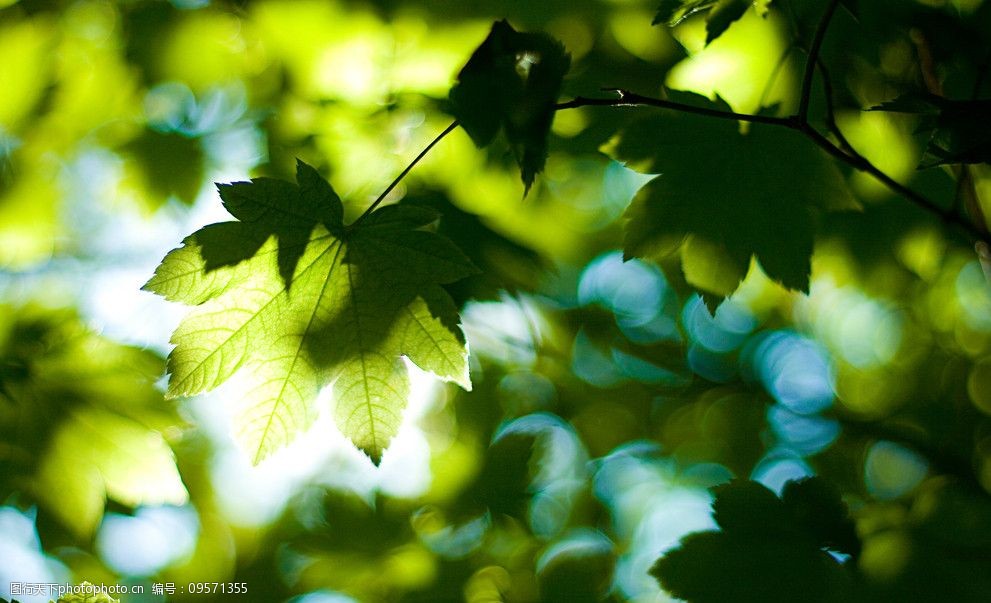 关键词:阳光透过树叶 阳光 树叶 蓝天 仰视 阳光穿透树叶 树木树叶