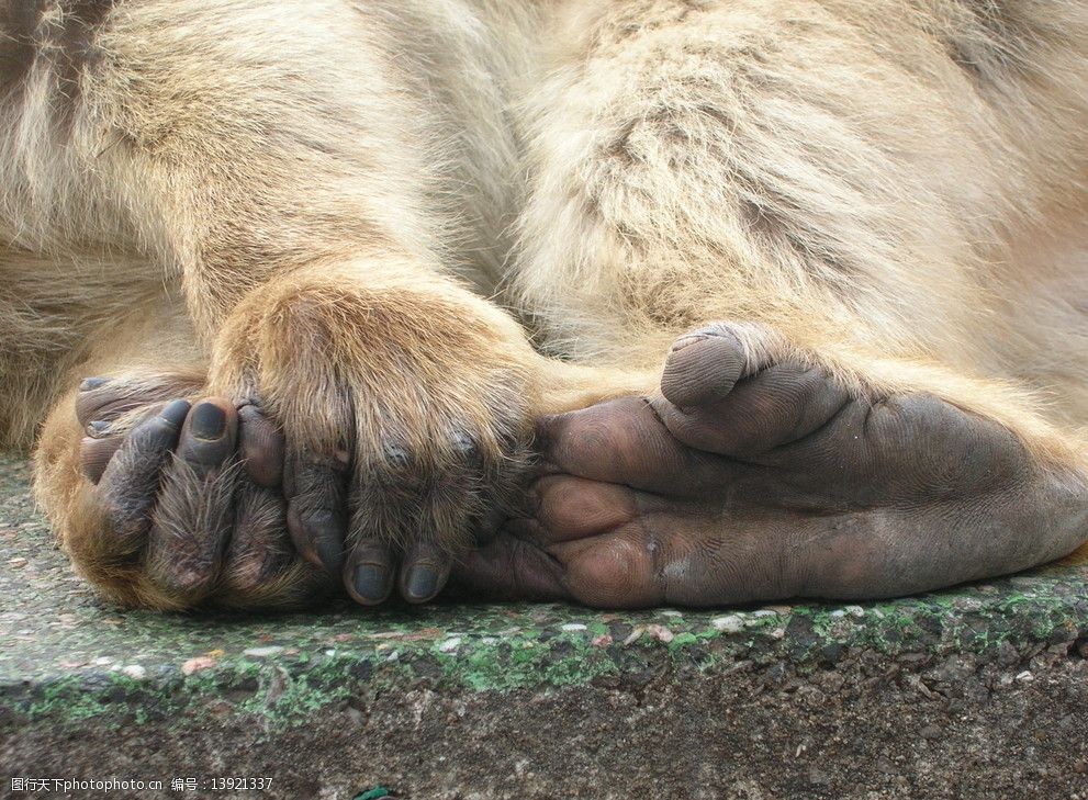 sylvanus的手和脚 巴巴利猕猴 皮毛 野生动物 另类摄影 动物脚掌 动物