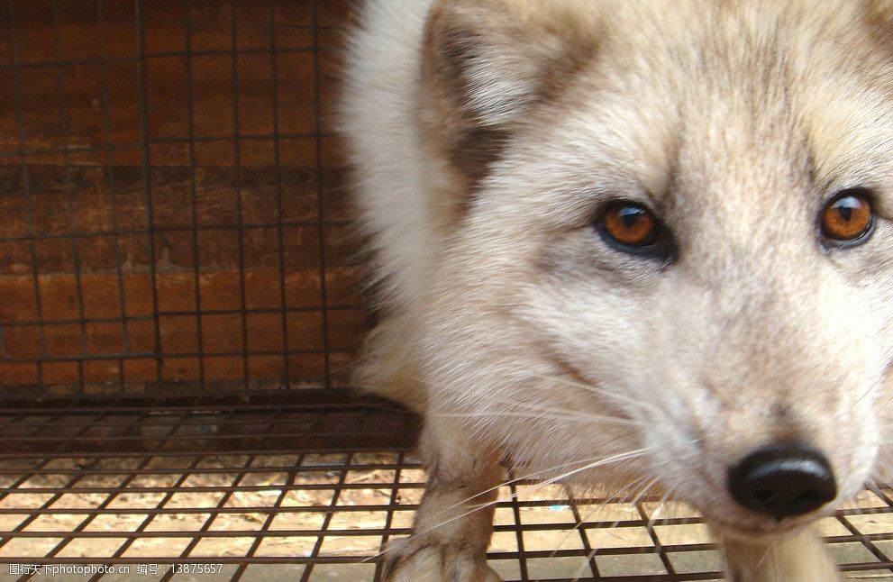 家养狐狸图片