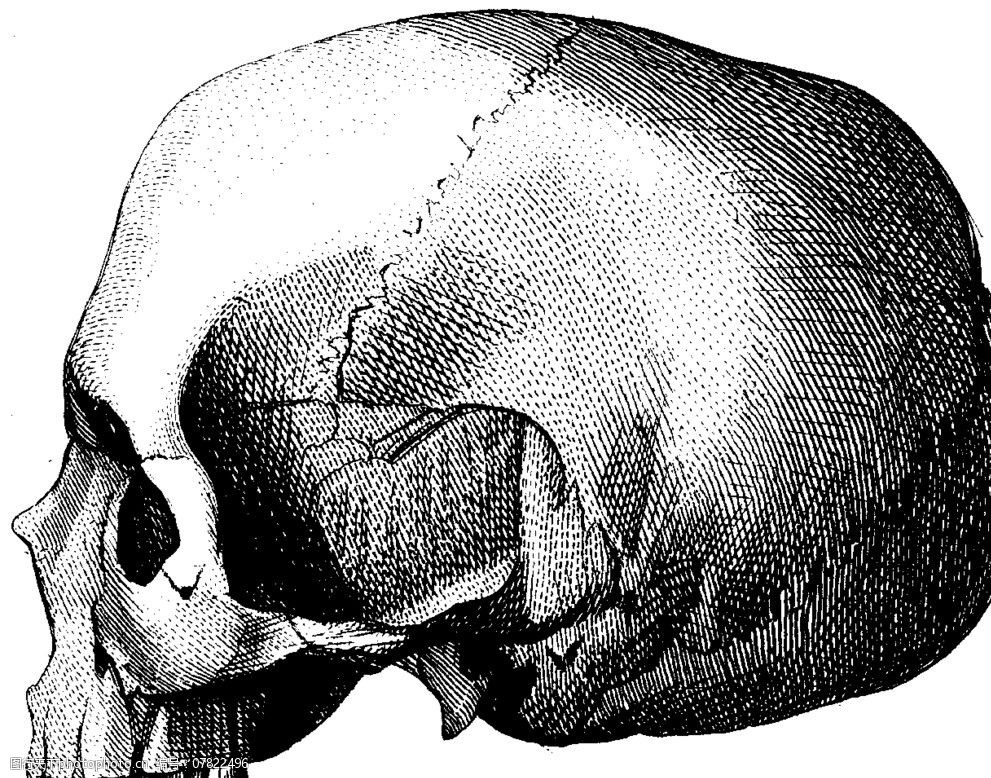 人体头盖骨侧面上部图片
