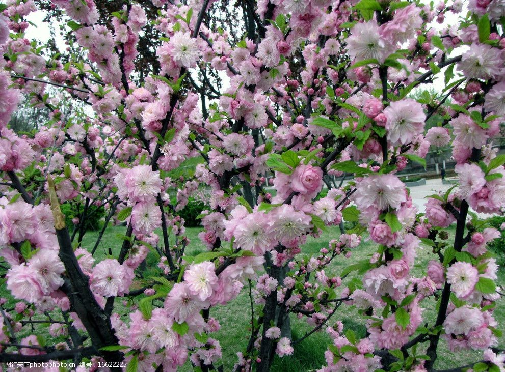 山樱桃花图片