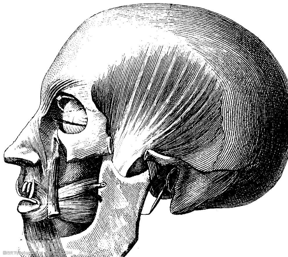 头部肌肉图片