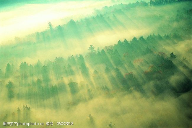 关键词:大树免费下载 大树 大自然 自然风景 丛林之美 图片素材 风景