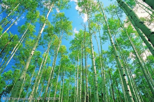 大树丛林之美自然风景大自然