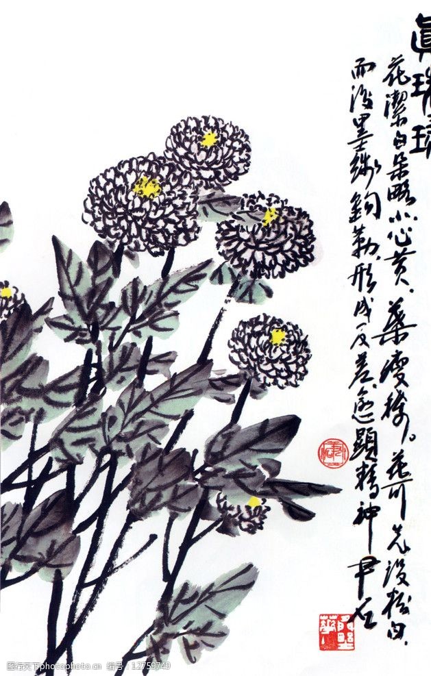 白菊花国画图片