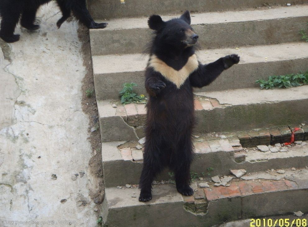 关键词:小黑熊 招手致意 活泼可爱 野生动物 生物世界 摄影 96dpi jpg
