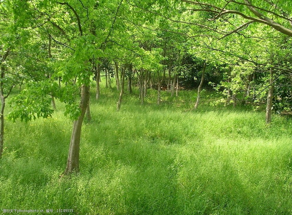 春天野外森林花草树木摄影图片