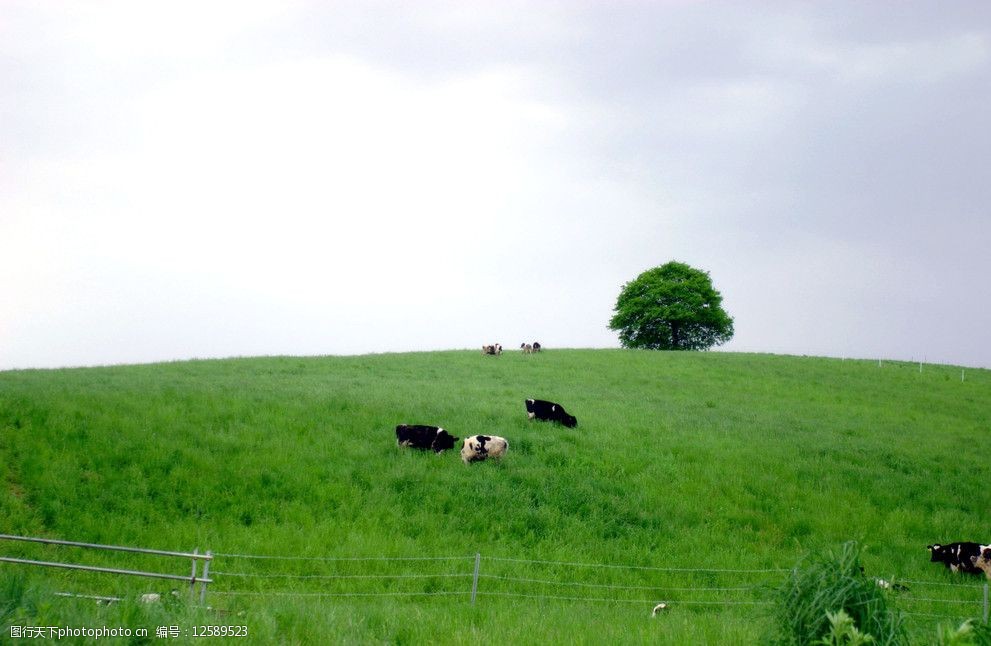 关键词:绿色草原上的牛 草地 牛 绿树 天空白云 自然风光 自然风景
