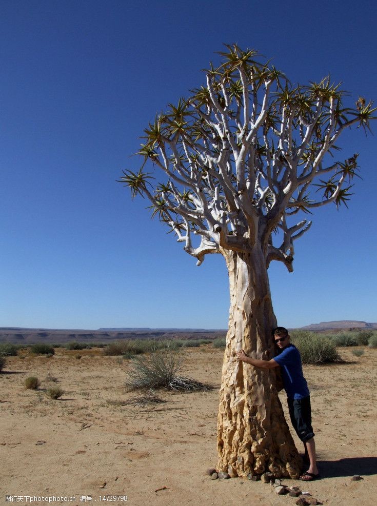 沙漠之旅沙漠热带植物抱着怪树的帅哥图片