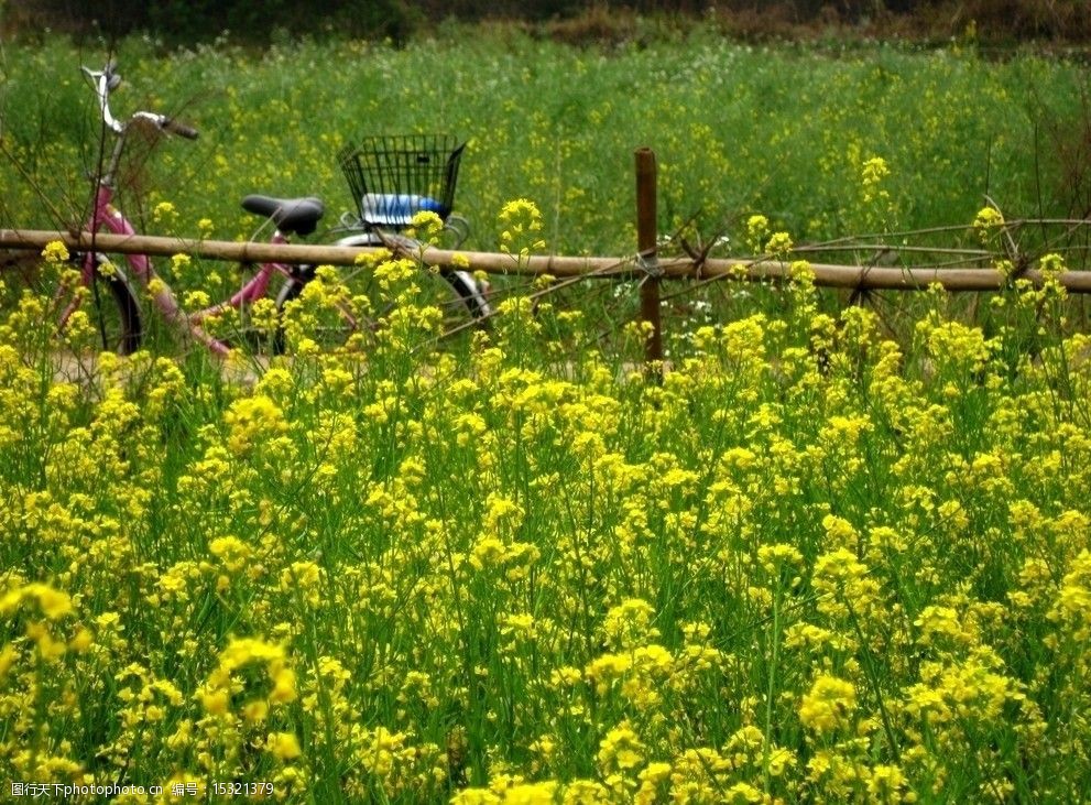 行走在春天里油菜花田图片