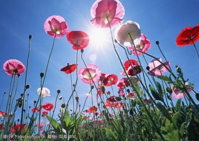 高清图库素材阳光鲜花