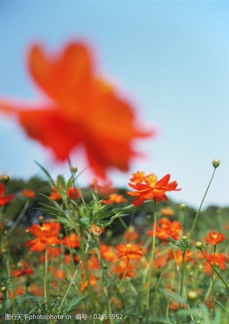 高清图库素材阳光鲜花