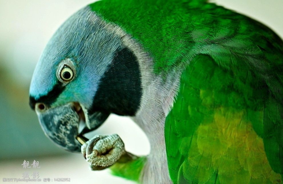 鹦鹉爪子爪子鹦鹉鹦鹉特写动物彩色蓝色鹦鹉特写摄影动物摄影漂亮近景