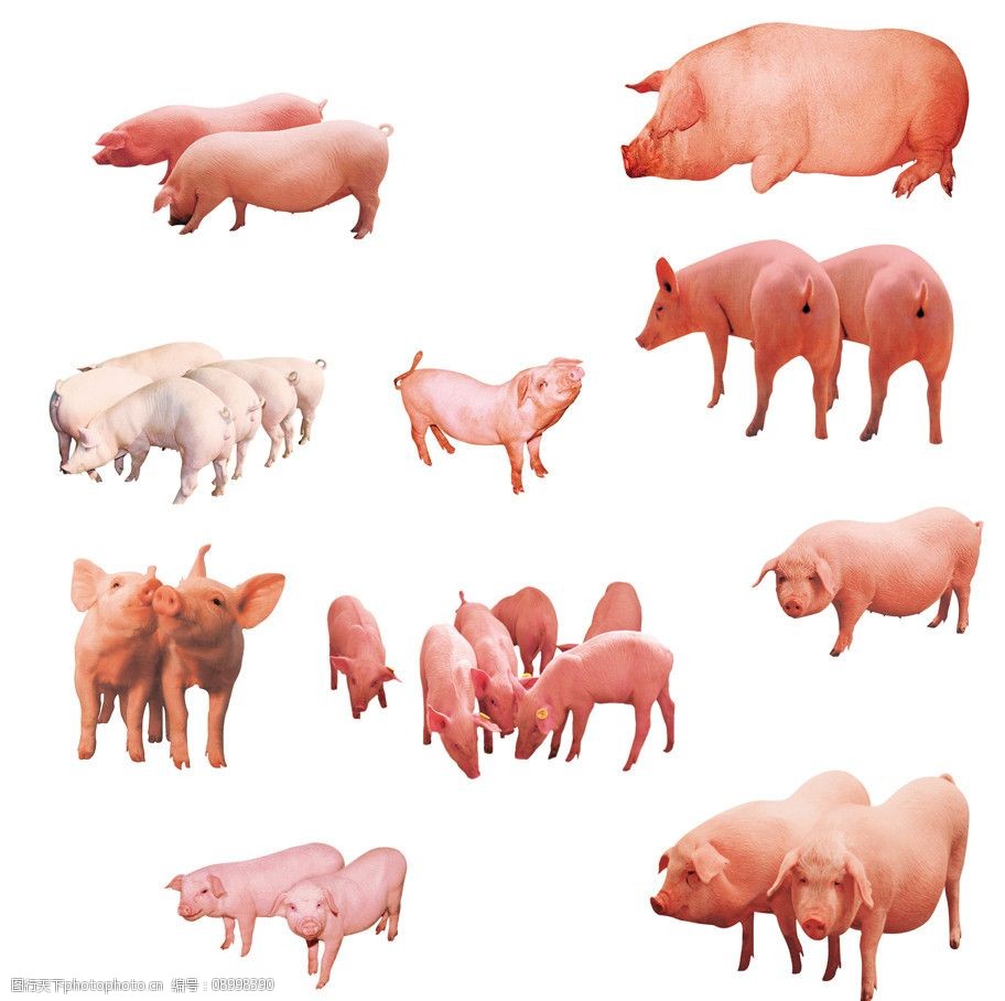 2026118-明日猪价