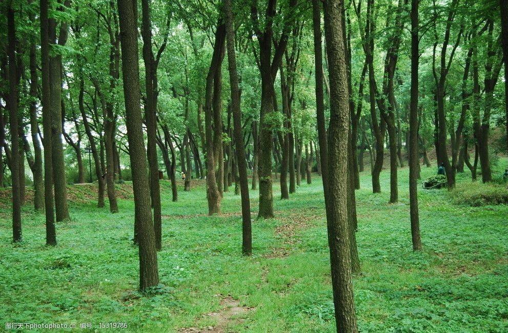 关键词:树林草地 苏州 虎丘山 树林 草地 树木 绿草 自然风景 旅游