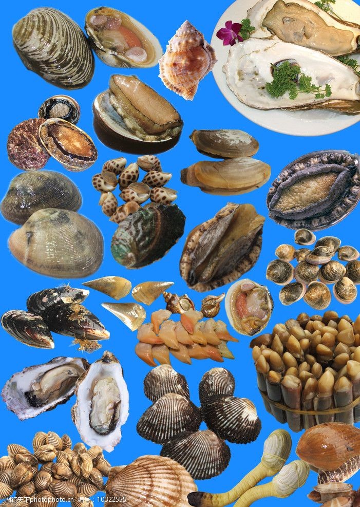 海鲜之都贝类图片