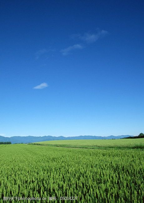 天空大地蓝天白云草地