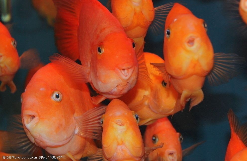 关键词:我们饿了 金鱼 水族馆 红色金鱼 可爱 一群金鱼 鱼类 生物世界