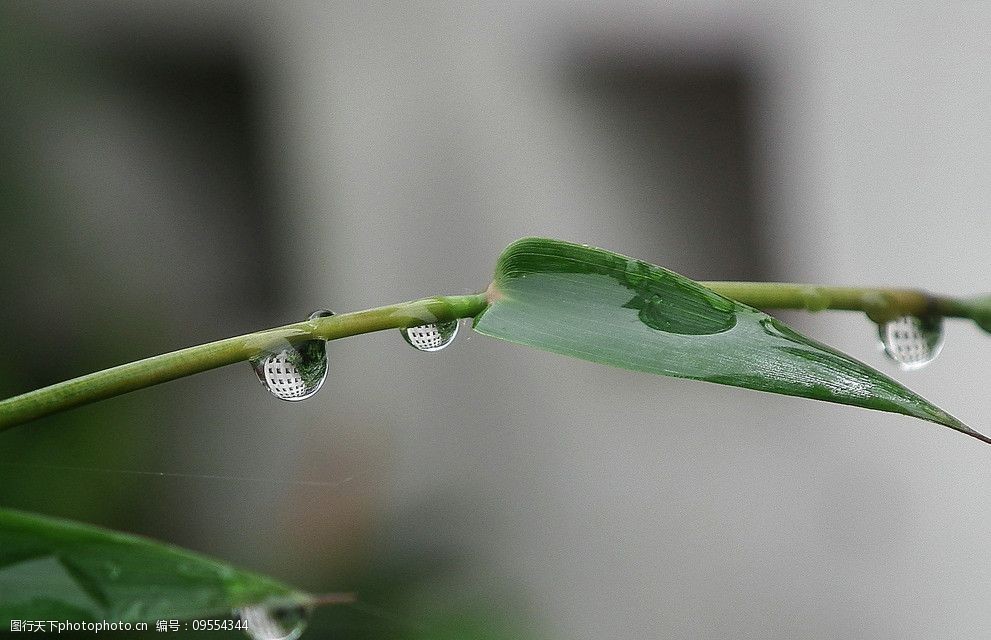 关键词:晨珠 竹叶 清晨 露珠 树木树叶 生物世界 摄影 72dpi jpg
