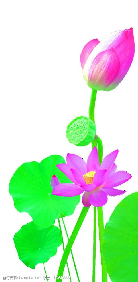 芙蓉荷花图片