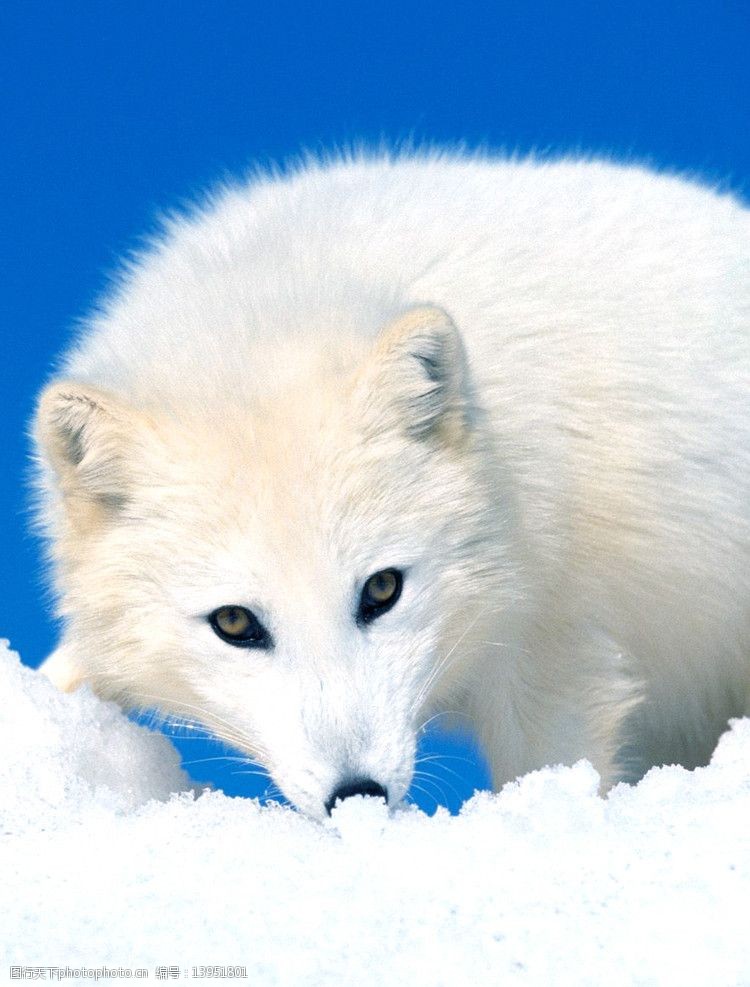 北极狐 狐狸 雪白 纯净 可爱 生灵 躲藏 野生动物 生物世界 摄影 72