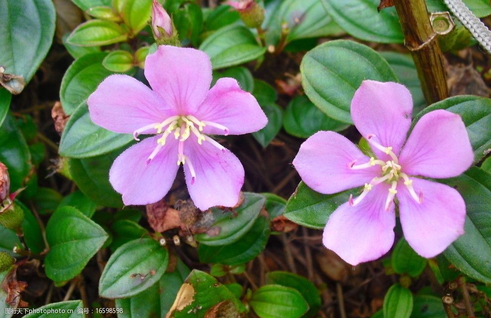 关键词:粉色的小花 粉红色的小花 嫩叶 可爱 两朵小花 花卉 花草 生物
