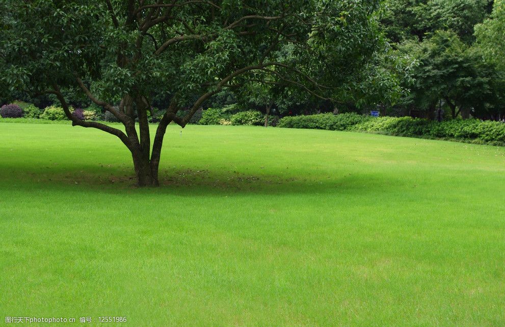 关键词:草地和树 草地 摄影图库 自然风景 自然景观 摄影 72dpi jpg