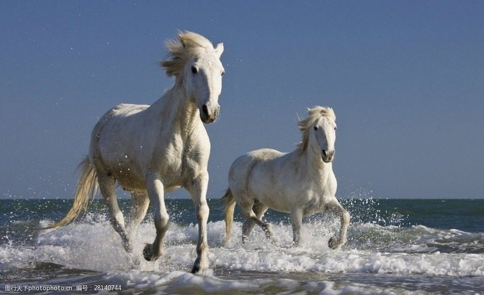关键词:海边奔驰的白马 海边 奔驰白马 两匹白马 海浪 白马 设计图