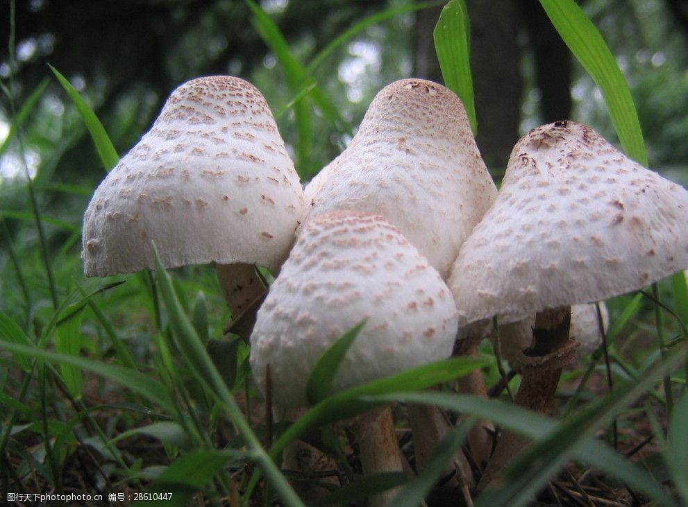 关键词:6月9日上海植物园蘑菇 蘑菇 白色菇类 伞行可爱蘑菇 其他生物