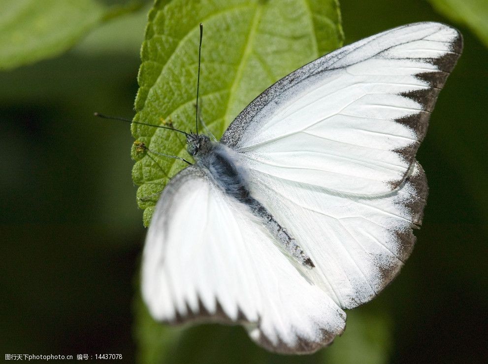 关键词:绿叶上的蝴蝶 白色蝴蝶 绿叶 阳光 蝶类 昆虫 生物世界 摄影