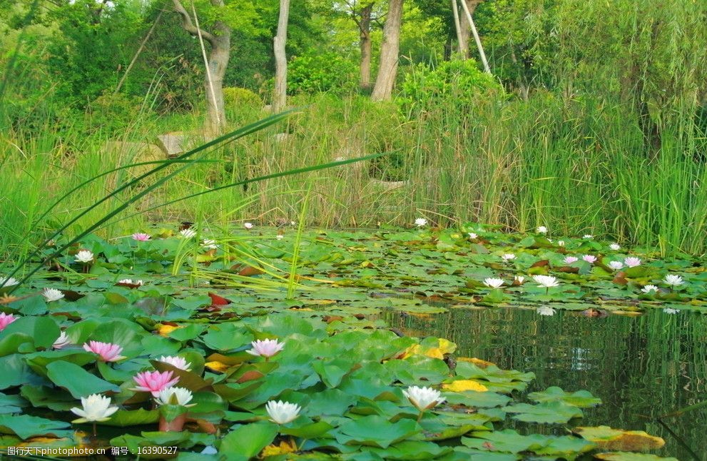 池塘里的浮萍花图片