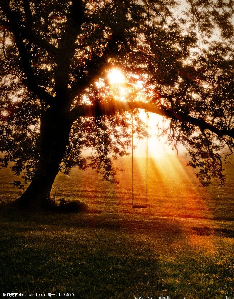 光芒阳光普遍大地透过树叶的阳光大自然的阳光树叶和光线落日图片